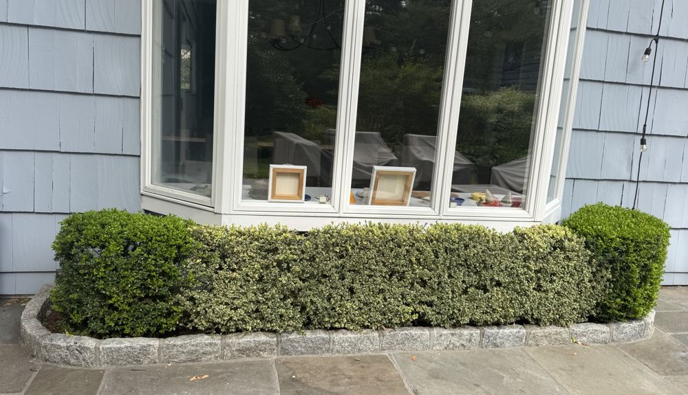 Bay window with boxwood and variegated euonymus hedge before renovation, Claflin project