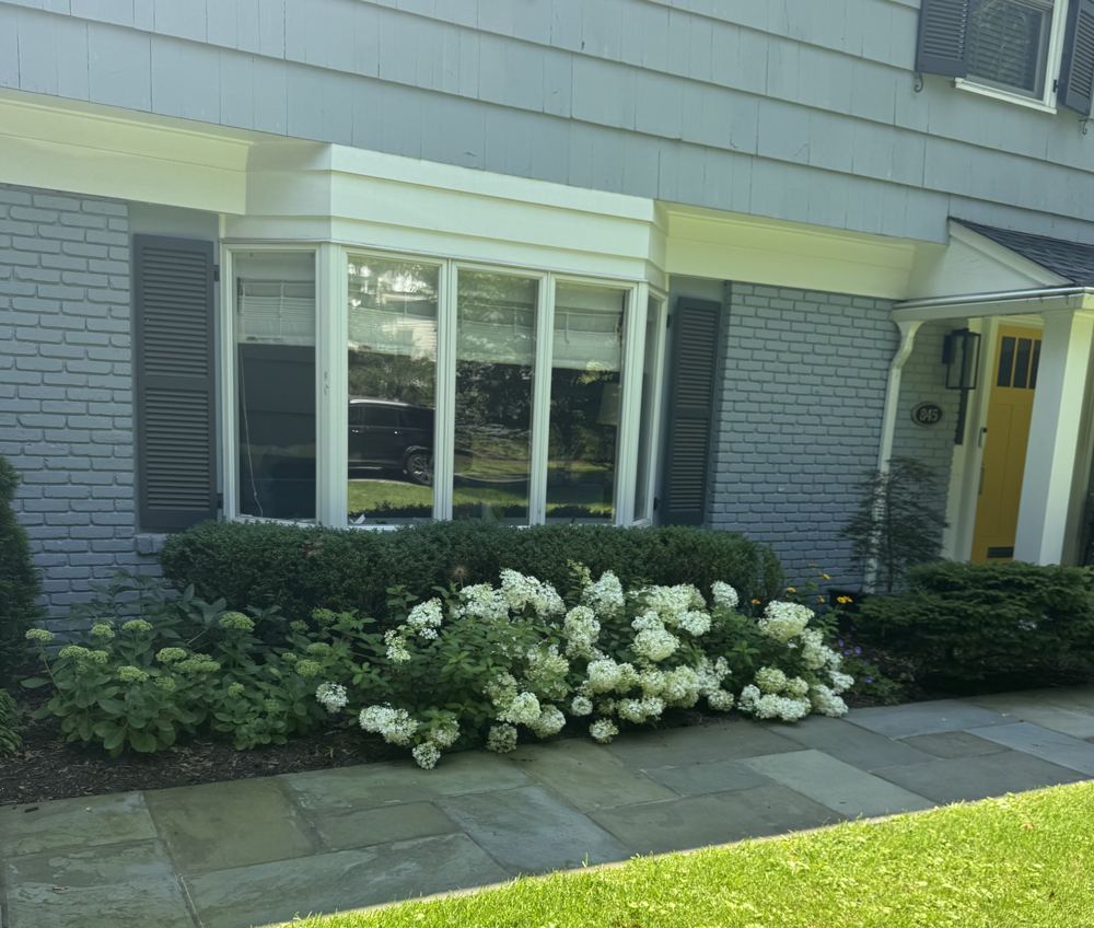 Bay window with boxwood hedge and blooming white hydrangeas, completed, Claflin project