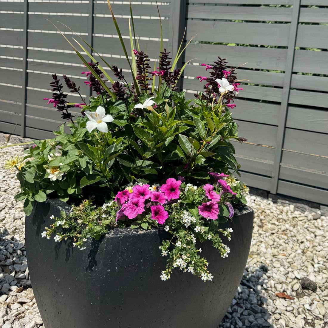 Black planter with dark salvia, white mandevilla, and magenta petunias