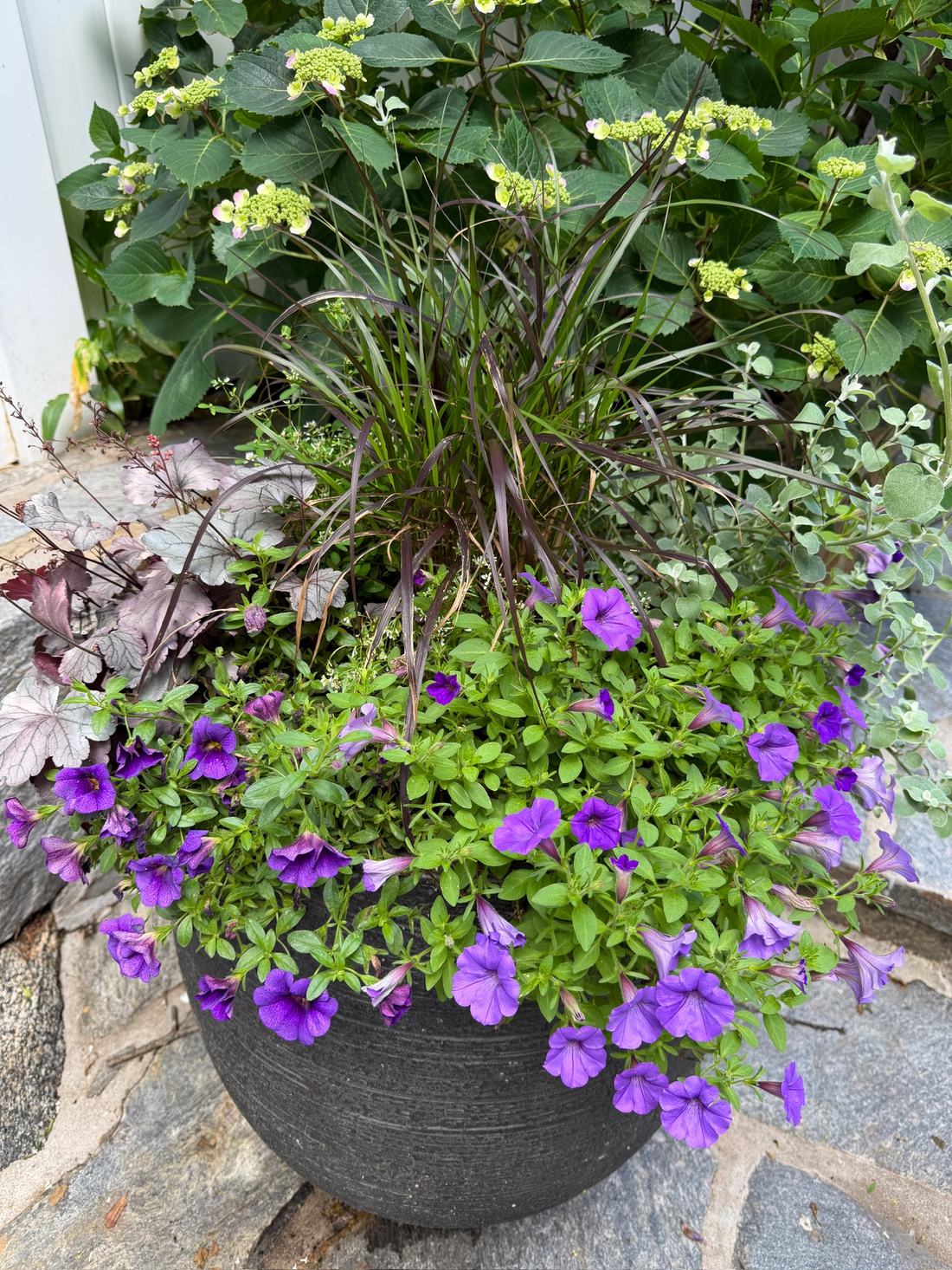 Black planter with purple fountain grass, coral bells, and purple petunias