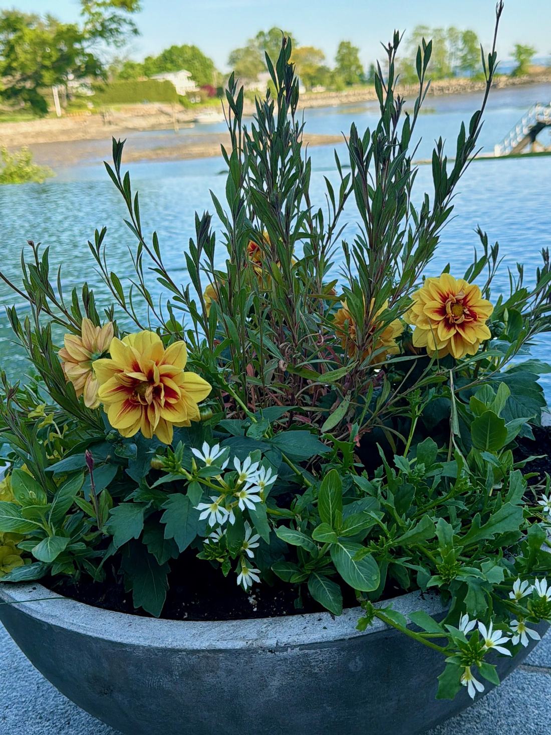 Bowl planter with yellow and red dahlias and white flowers by the water