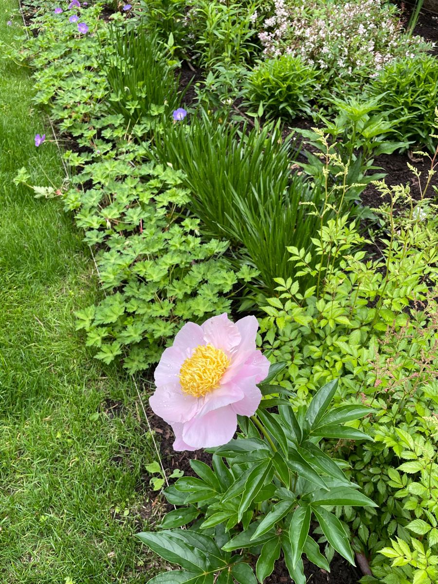 Close-up of a pale pink peony bloom with yellow center