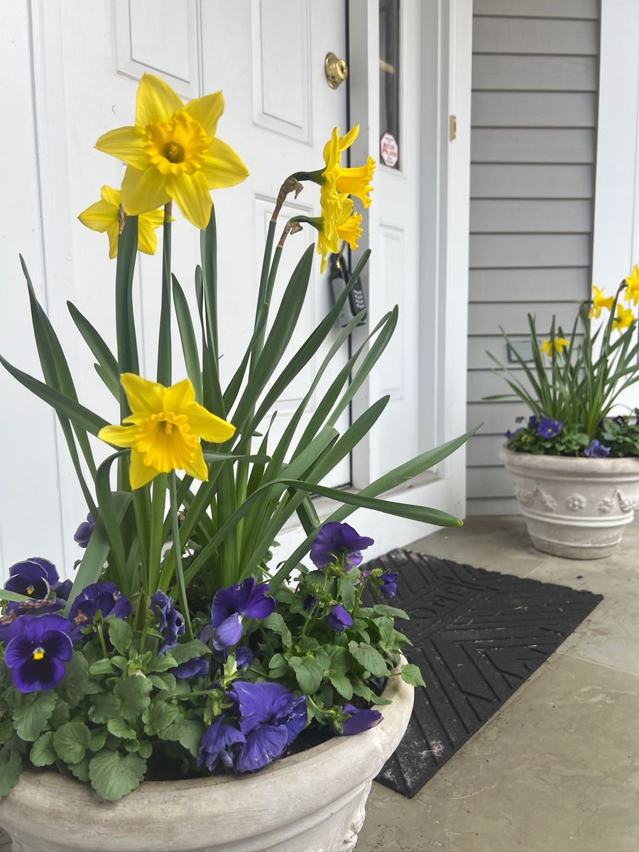 Daffodils and purple pansies in a stone urn by the front door