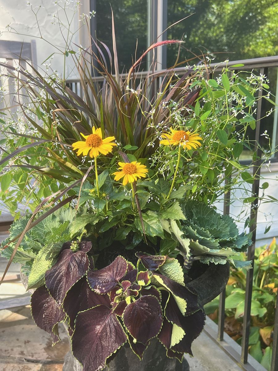 Fall container with purple fountain grass, heliopsis daisies, and coleus