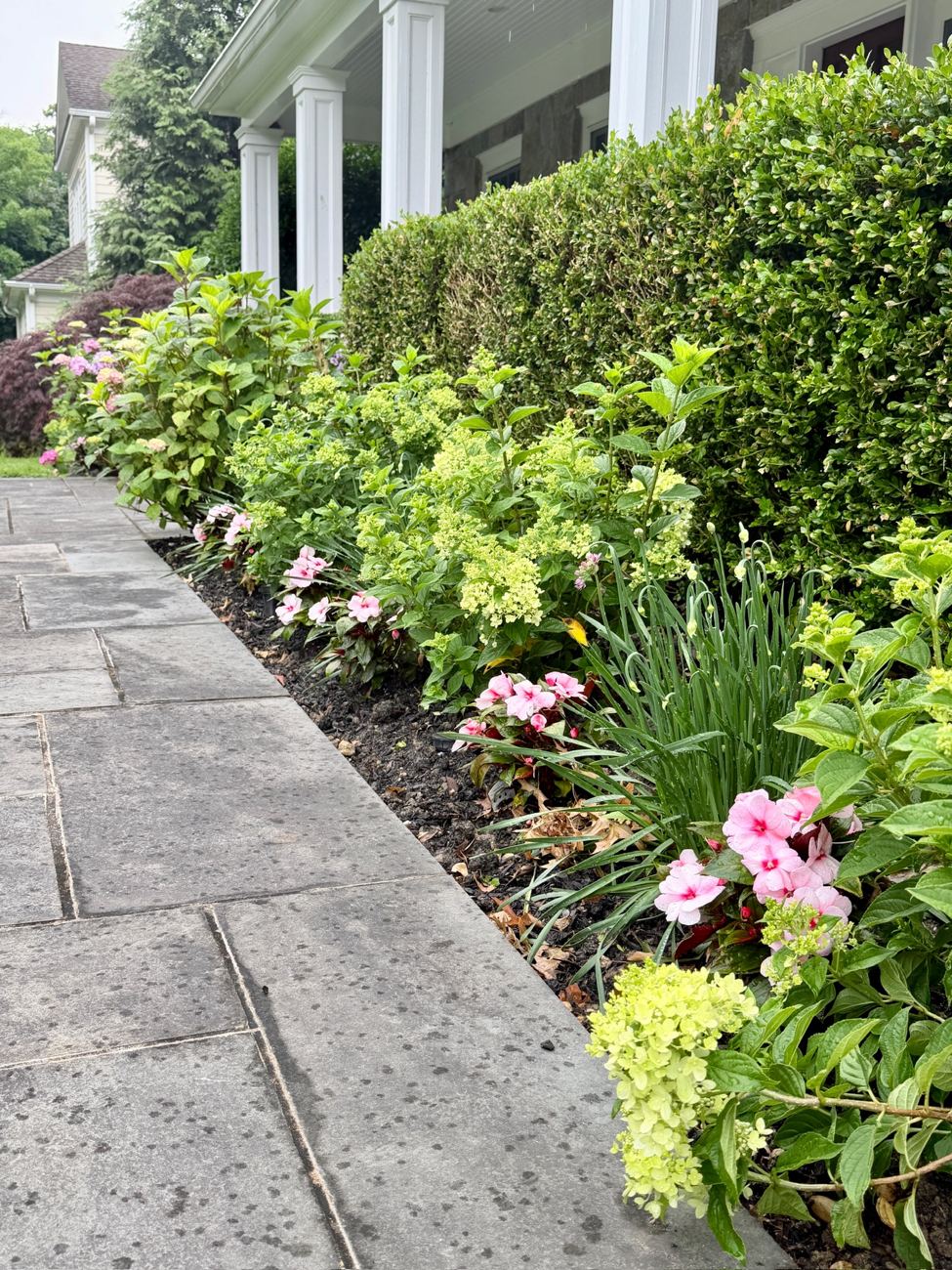 Front entrance with mature hydrangea and boxwood hedge border, completed