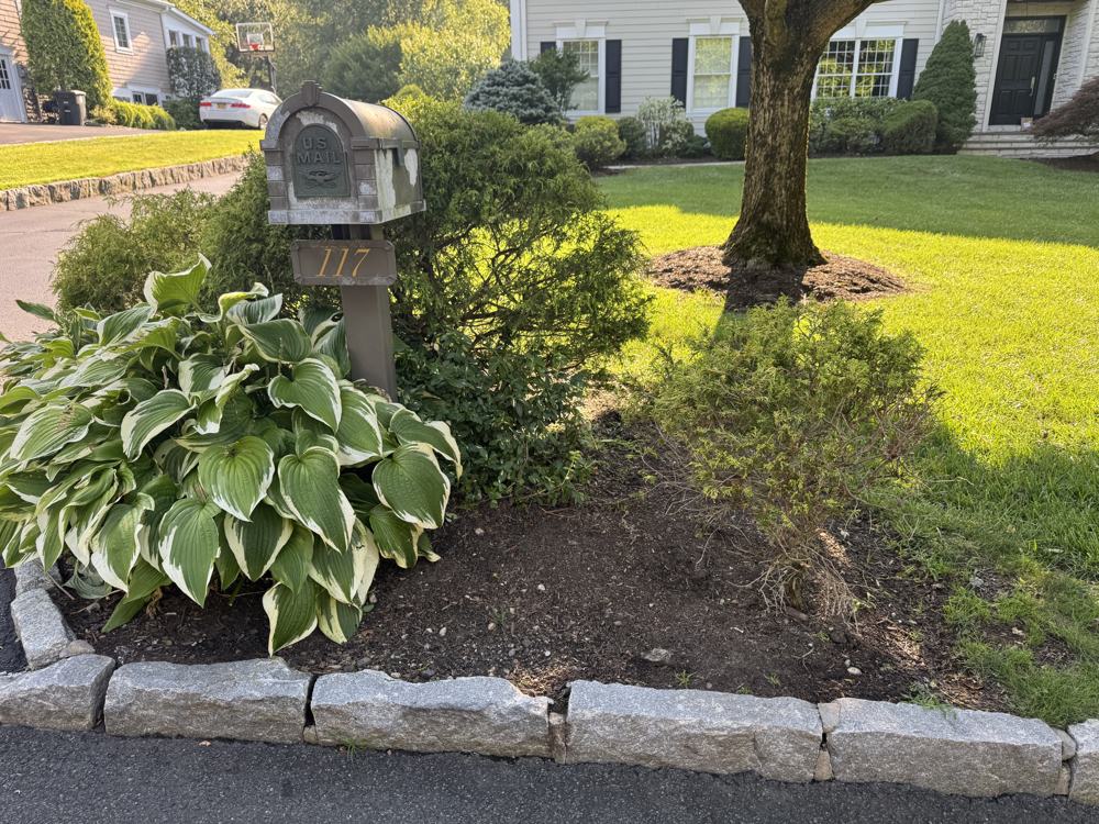 Mailbox post with variegated hosta and juniper hedge before renovation, West Harrison