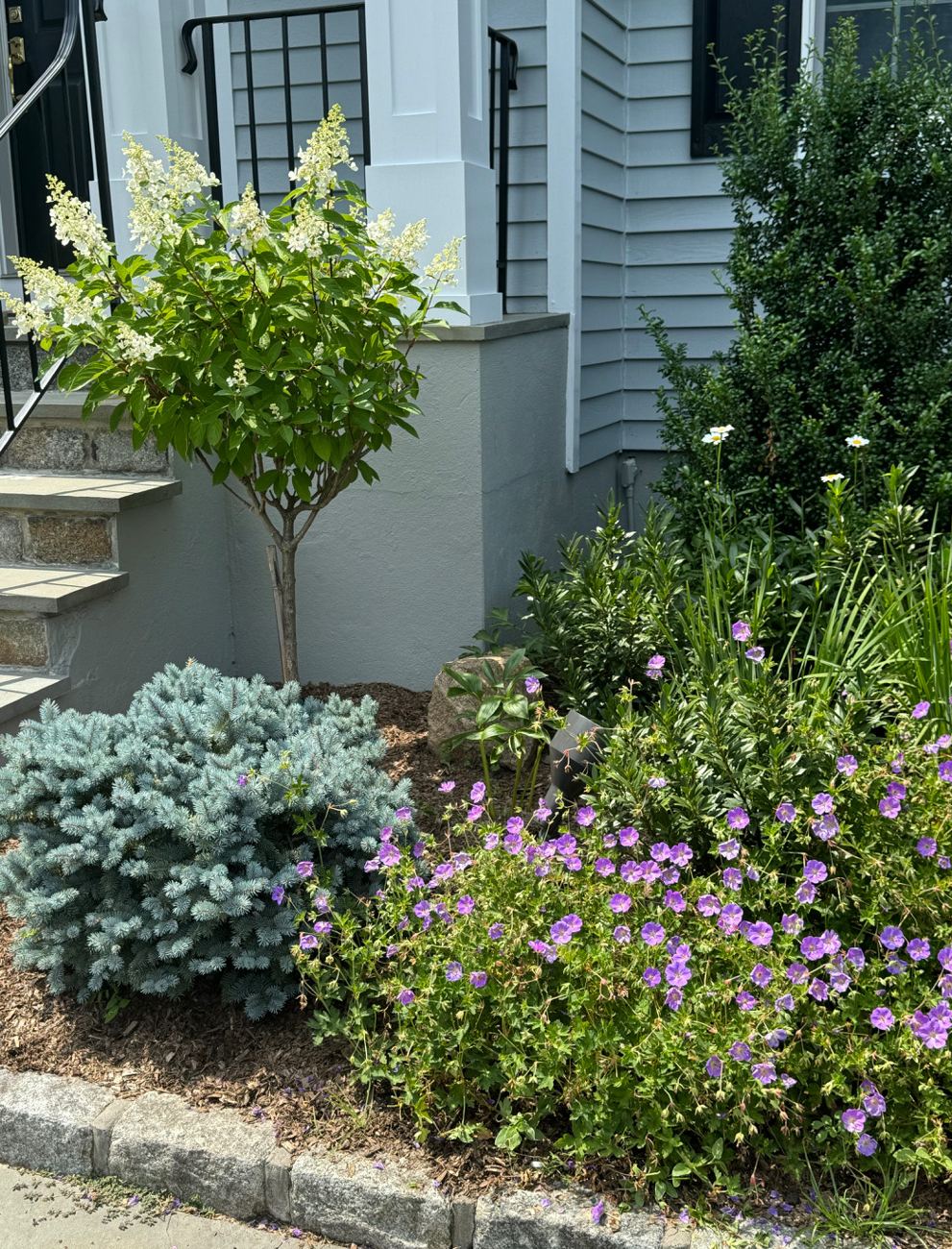 Mature hydrangea tree, blue spruce, and geranium border along the front steps, completed
