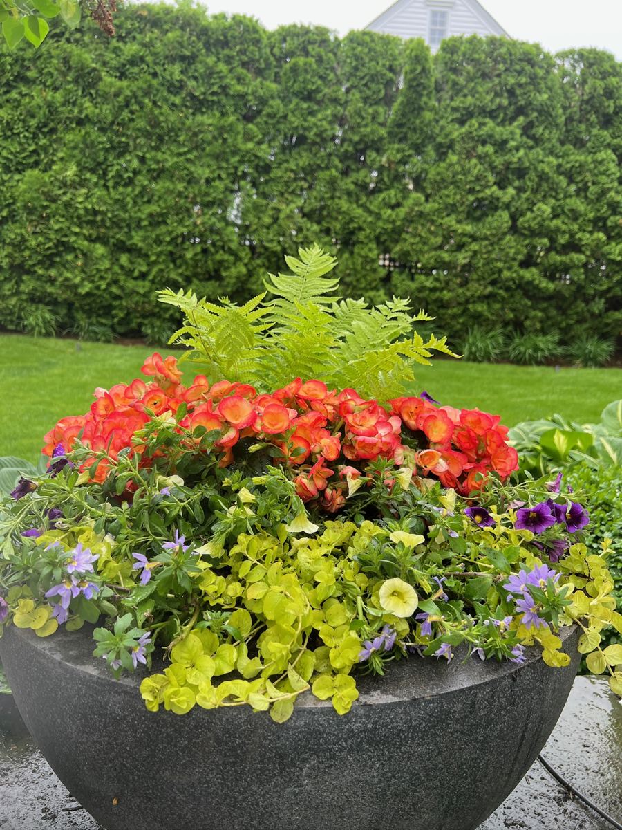Orange begonias with purple petunias and a fern in a black container