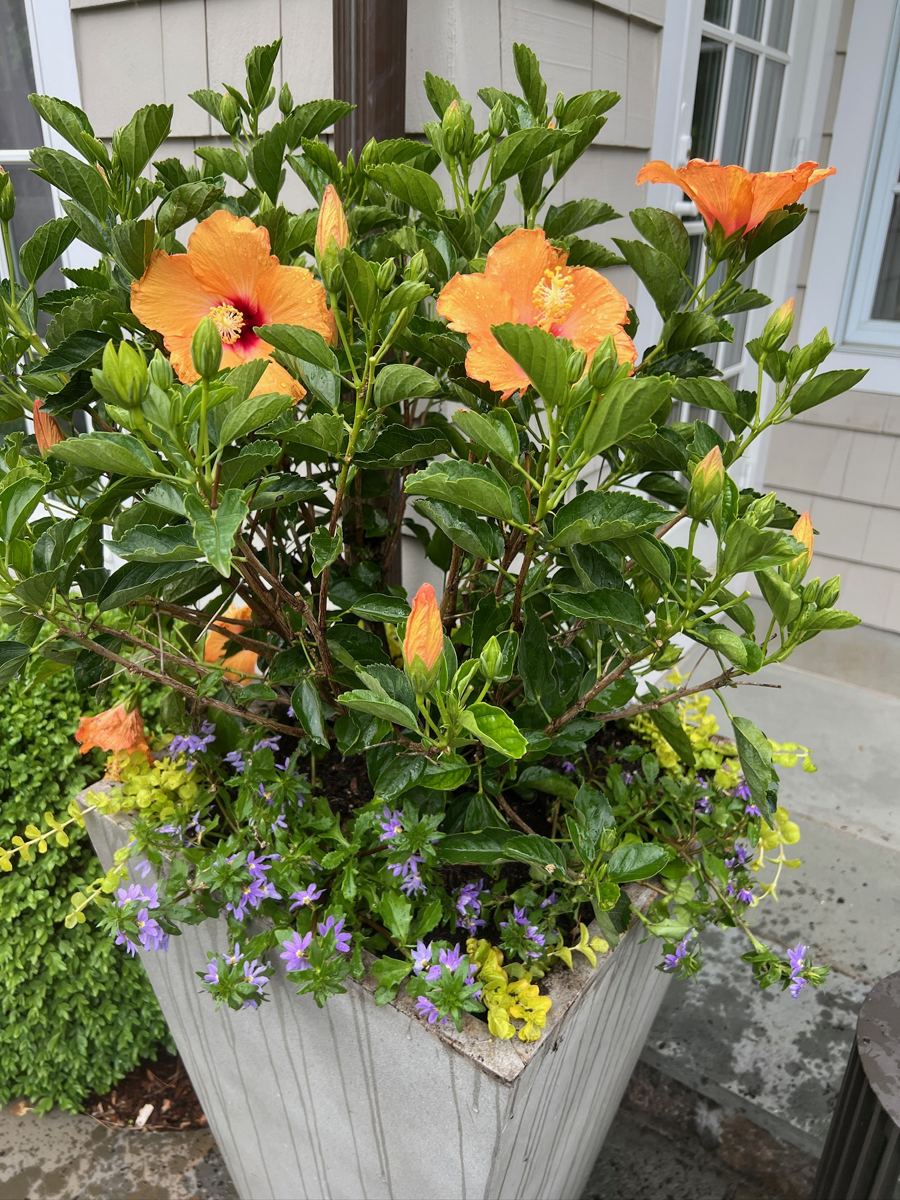 Orange hibiscus with purple bacopa and yellow lysimachia in a container
