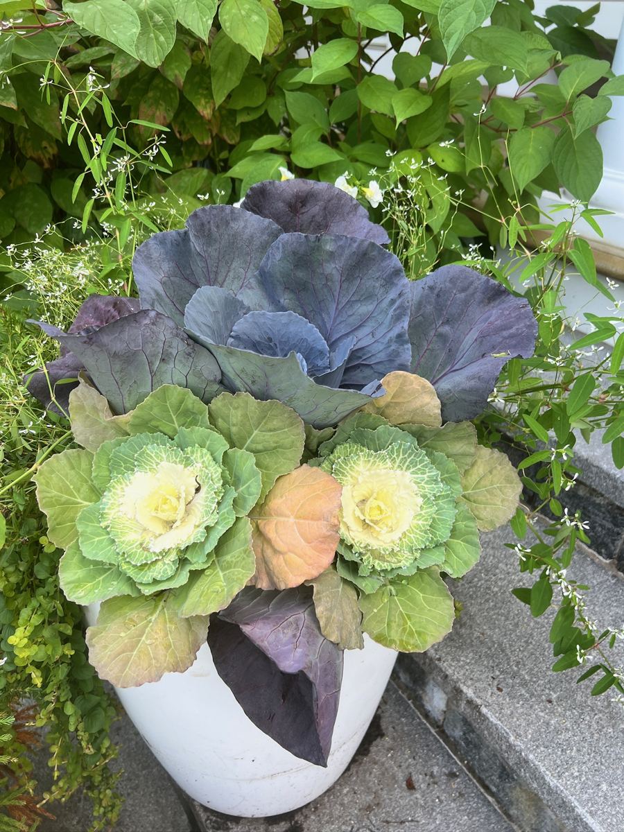 Ornamental cabbage and kale in a white container