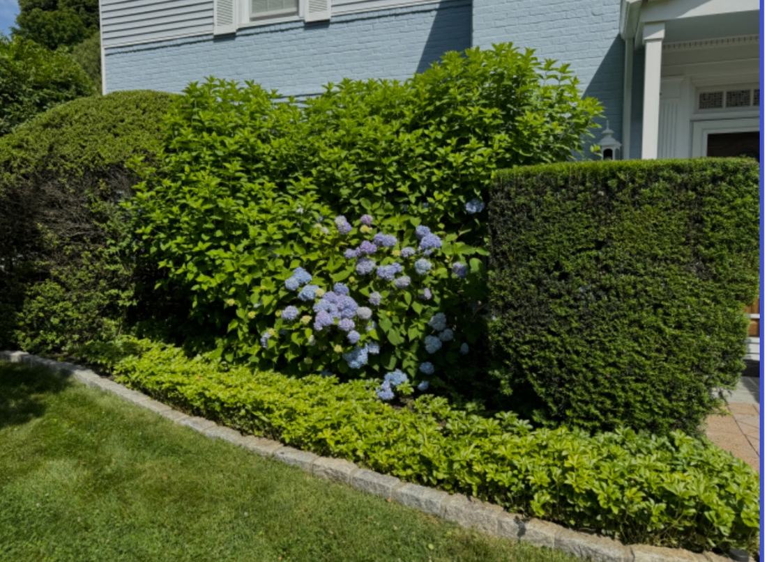 Overgrown hedge along foundation before renovation