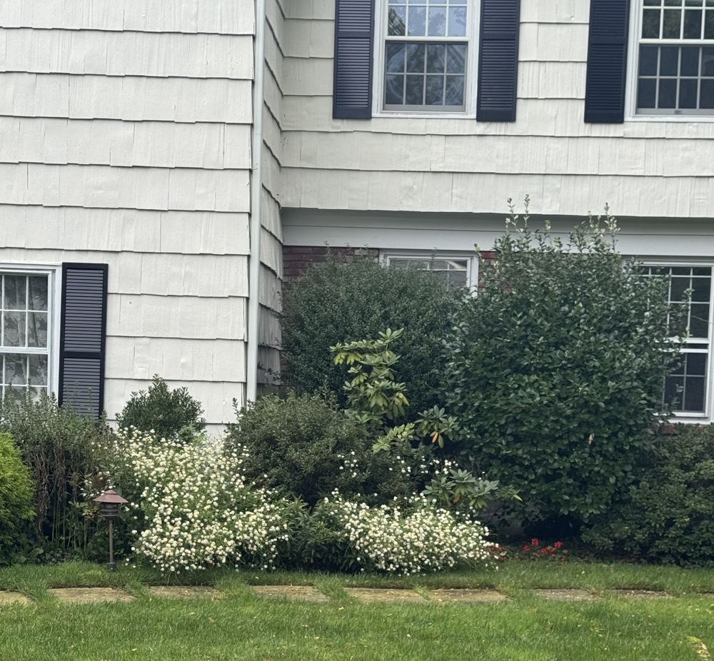 Overgrown spirea and foundation shrubs before renovation, Forest project