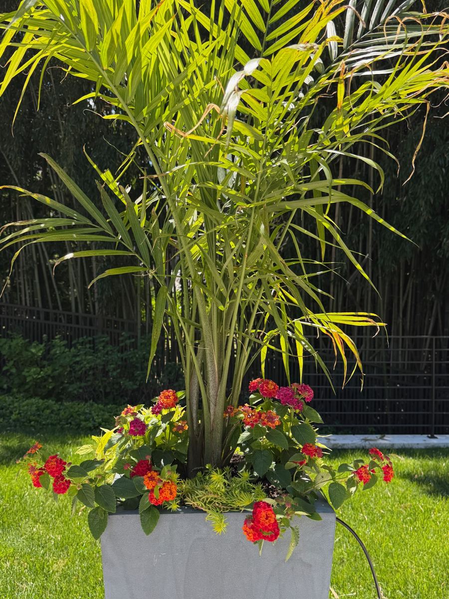 Palm and lantana in a coastal container arrangement