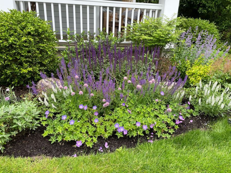 Salvia, catmint, and geranium border along a front porch