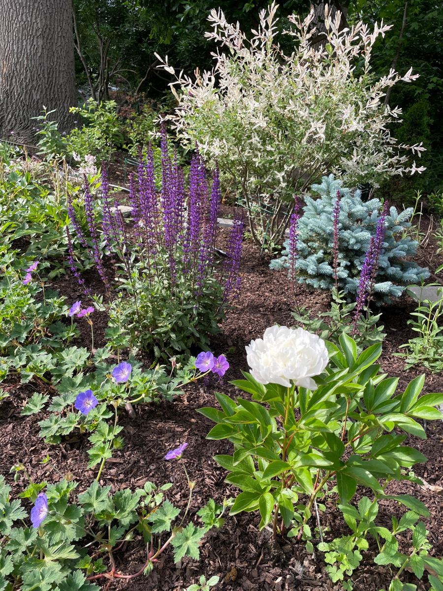Salvia spikes, blue spruce, and a white peony in a garden bed