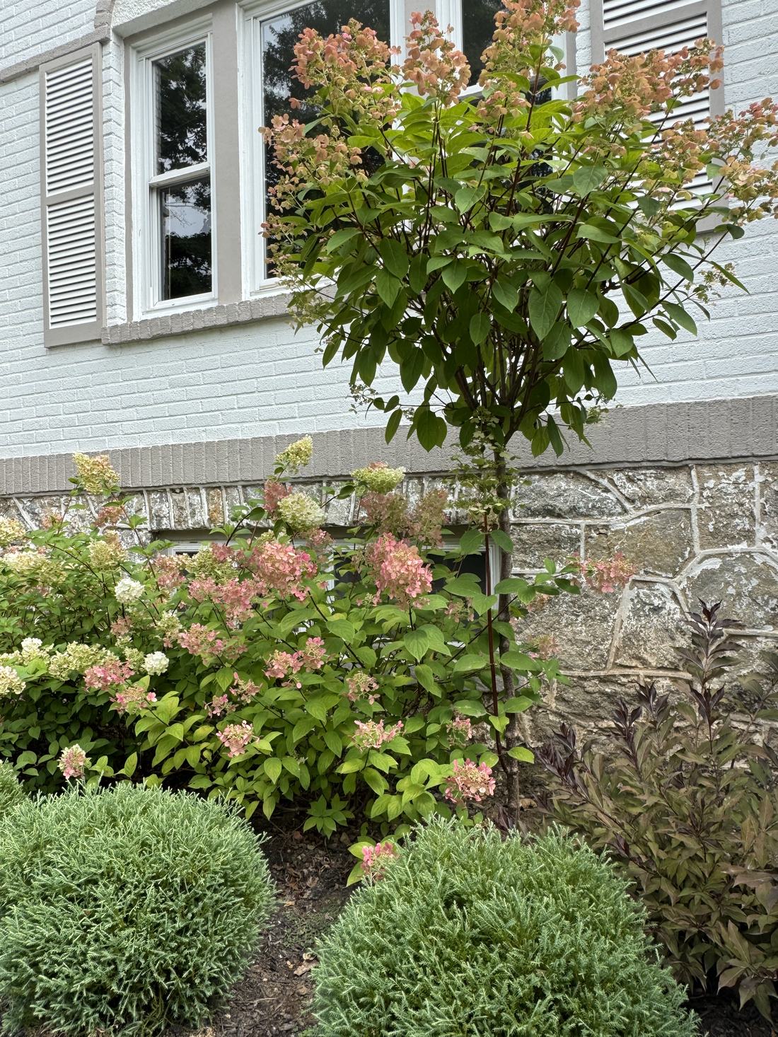 Same foundation bed with hydrangeas and a young tree planted