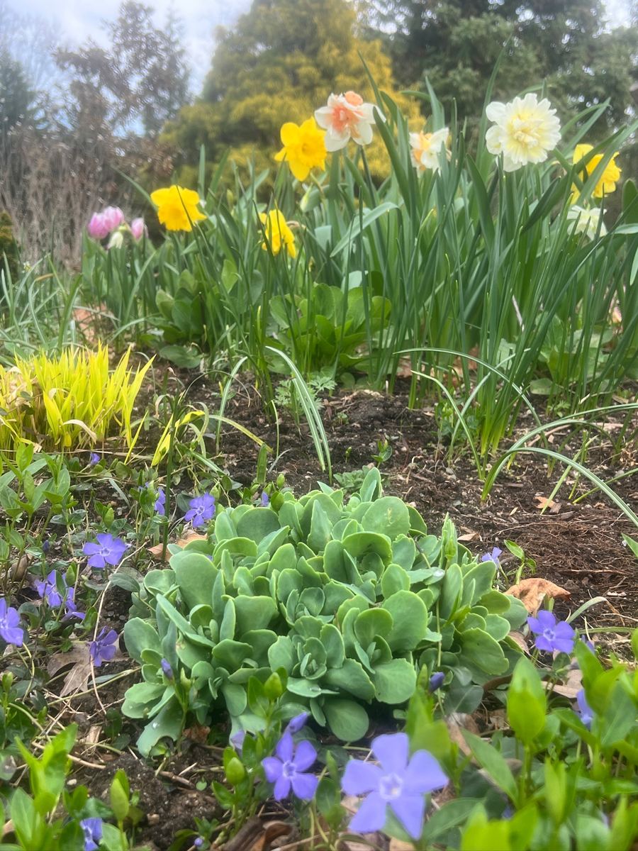 Spring garden bed with daffodils, tulips, sedum, and creeping periwinkle