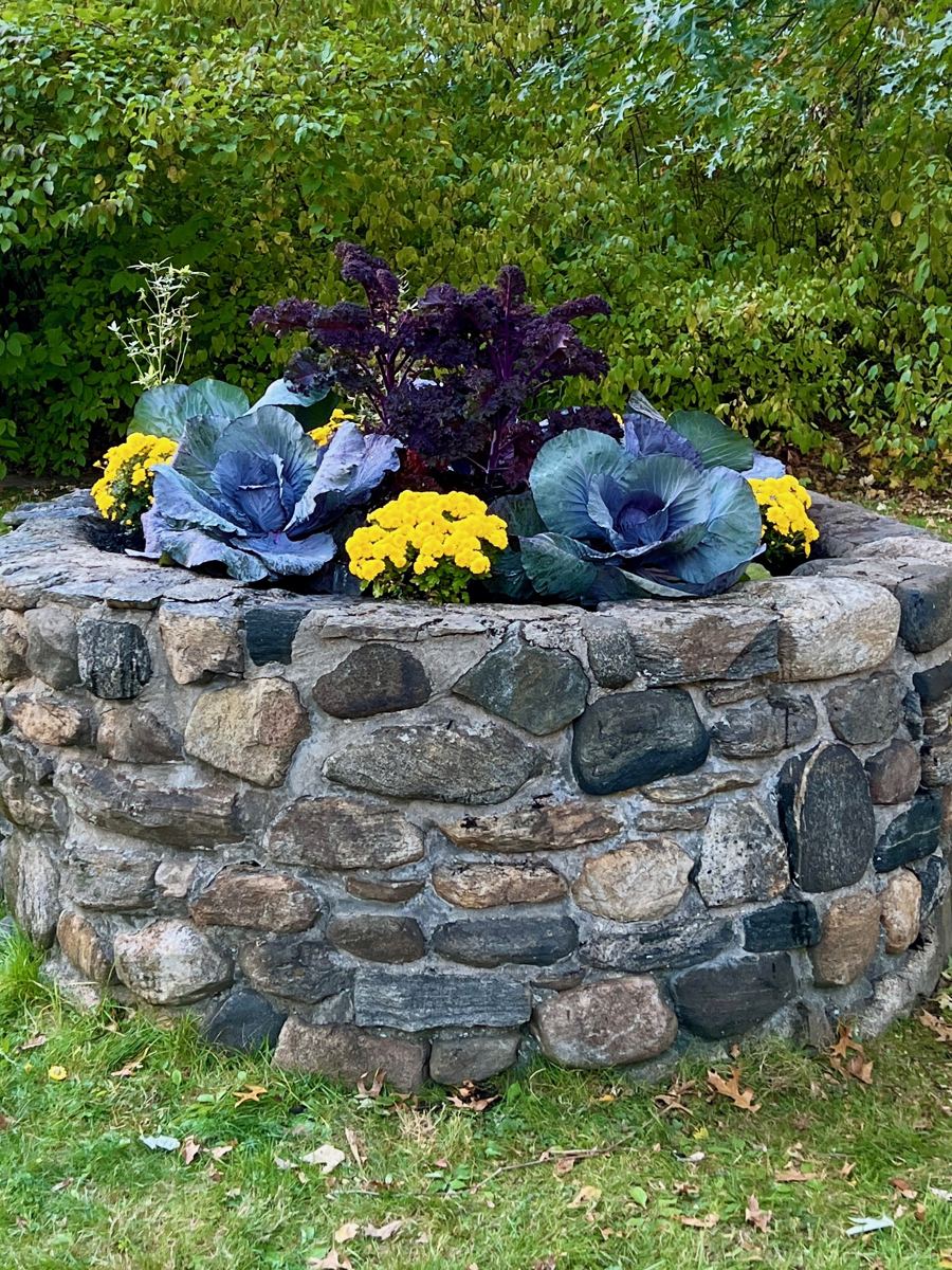 Stone planter with ornamental cabbage, kale, and yellow mums