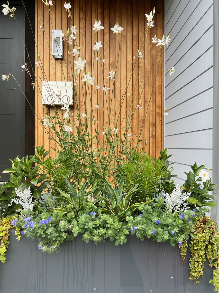 Tall white gaura and mixed succulents in a modern black window box against cedar siding