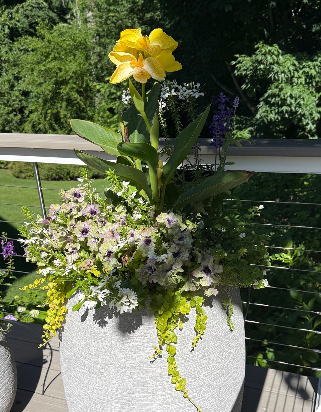White planter with yellow canna lily, petunias, and trailing creeping jenny