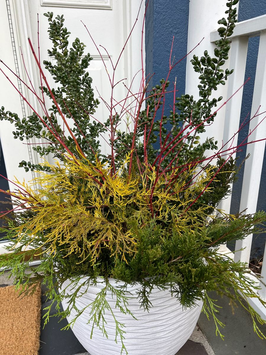 Winter container with red-twig dogwood, gold arborvitae, and boxwood