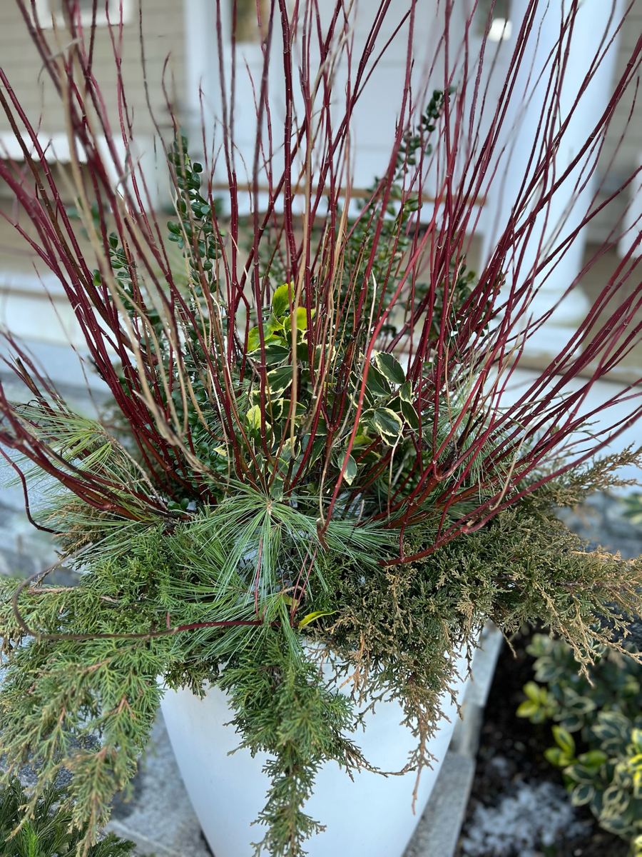 Winter container with red-twig dogwood, variegated euonymus, and pine